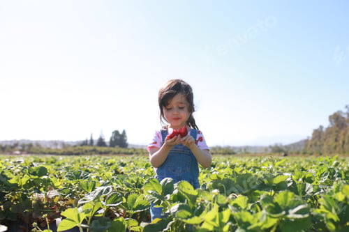 Preview: Young girl eating freshly picked strawberries in a strawberry field