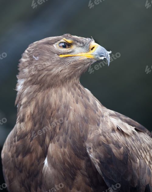 Preview: Steppe eagle - close-up portrait of this majestic bird of prey