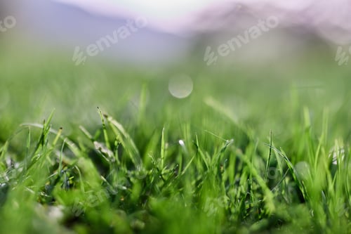 Preview: Green grass in spring, close-up photo