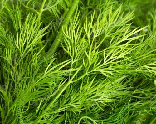 Vista previa: Green leaves of dill