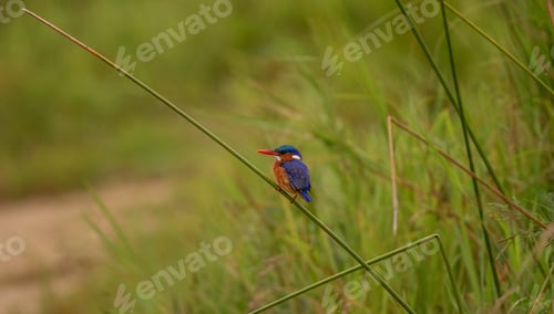 Preview: Malachite Kingfisher, Corythornis cristatus, vibrant portrait.
