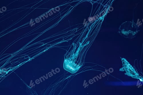 Preview: Macro shot of Chrysaora quinquecirrha underwater