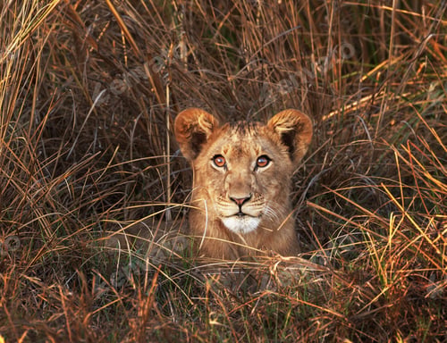 Preview: A Creative Zambia Wildlife picture of World
