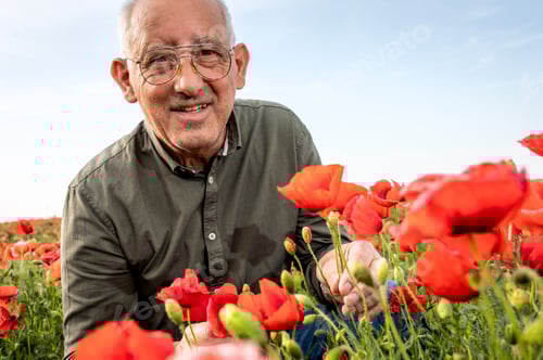 Preview: Senior farmer standing in poppy field examining crop and looking at camera.