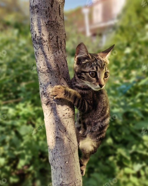Preview: Cat climbing on tree