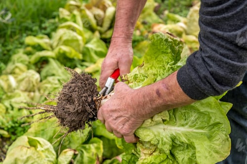 Preview: A man picking some fresh vegetables from the farm.