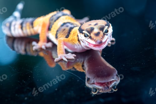 Preview: Close up of the leopard gecko or common leopard gecko, Eublepharis macularius