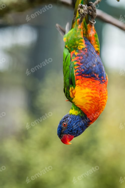 Preview: Colourful Lorikeet parrot hanging down