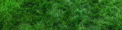 Preview: Green Lawn