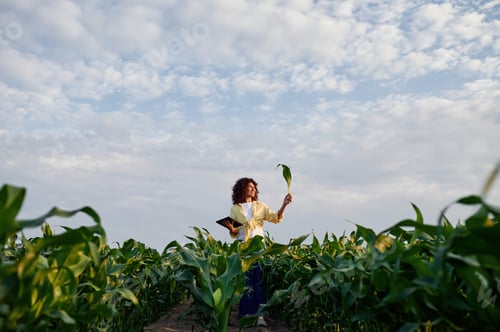 Visualização: Vista de longe, segurando milho. Mulher está no campo agrícola