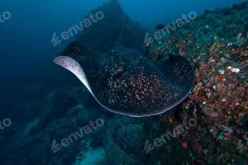 Preview: Common Marbled Ray gliding over seabed, Cocos Island, Costa Rica