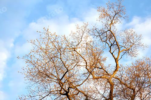 Preview: White Clouds, Blue Sky and Golden Hour Tree