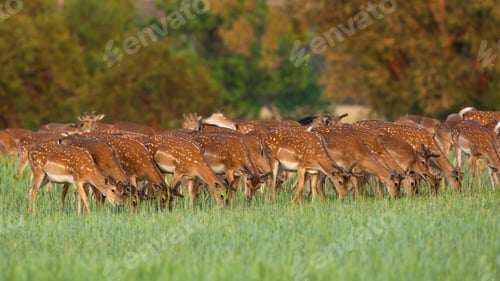 Preview: Fallow deer herd feeding on pasture in spring nature