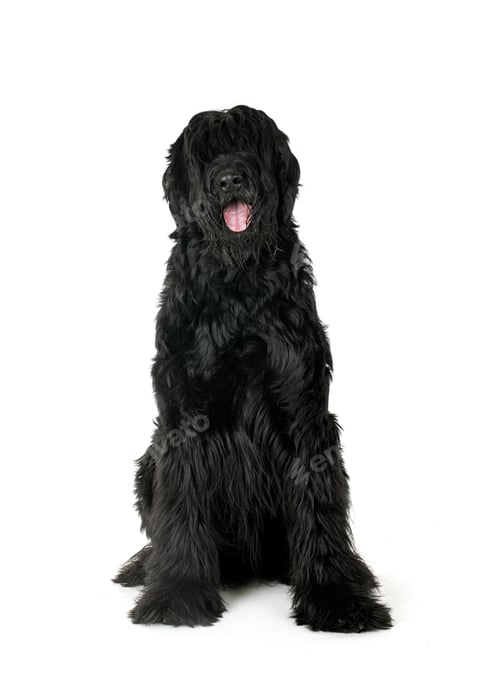 Preview: Giant Schnauzer in studio