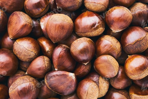Preview: Fresh uncooked sweet chestnut. Pile of fresh chestnuts ready to roast shot. Top view