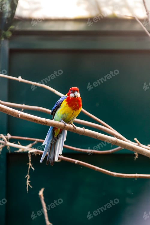 Preview: Parrots macaws sitting on a close-up branch