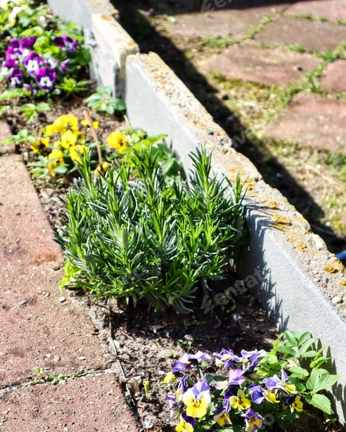 Preview: Selective of a small young lavender plant in household garden