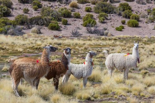 Preview: Llama
