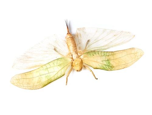 Preview: I know Im not as pretty as a butterfly...