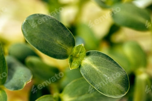 Preview: Close-up of young green sprouts of micro greens
