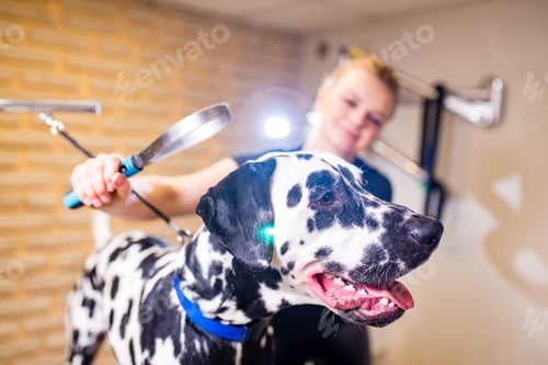 Preview: groomer combing wool of dalmatian in spa salon