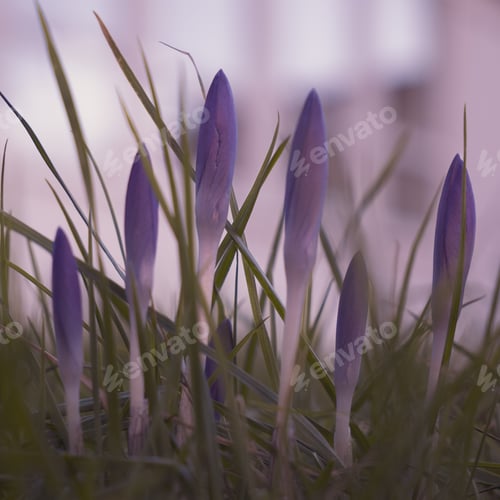 Preview: Close-up of purple flowers against a blurred background