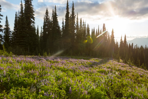 Preview: Mountains meadow