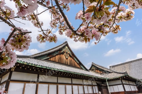 Preview: Cherry blossoms over Nijo-jo, a 17th century castle in Kyoto, Japan.