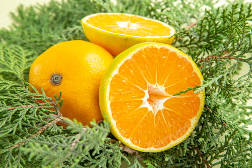 Preview: front view fresh tangerines with green branches on white background photo citrus orange color juice