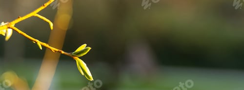 Preview: Young buds blossoming on a tree branch.