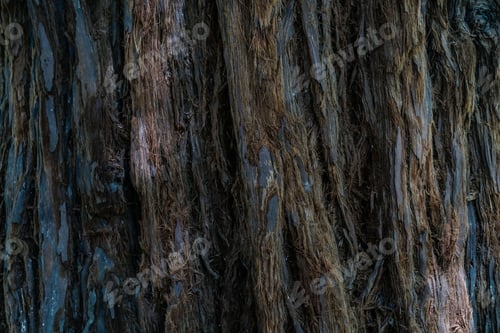 Preview: Natural background with the texture of the bark of a real tree.