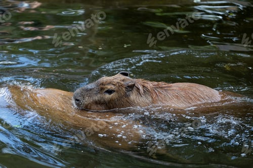 Preview: Capybara swimming in a tranquil river.