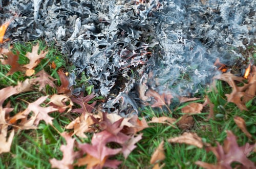 Preview: Burning fallen sick leaves in fire, Sanitary cleaning of the autumn garden