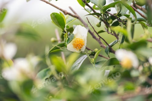 Preview: Green tea tree leaves field plant in camellia sinensis organic farm. Close up Tree tea plantations