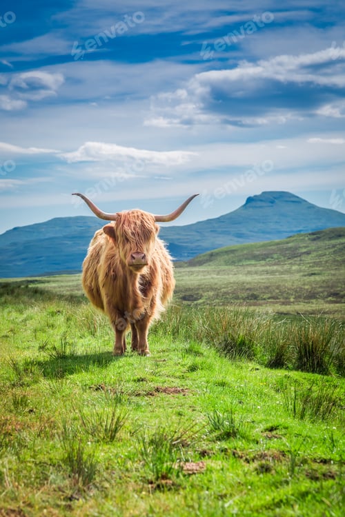 Preview: Furry highland cow in Scotland, United Kingdom