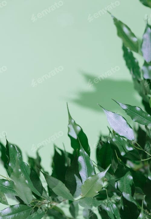 Ficus plant on mint wall background. Fresh green concept