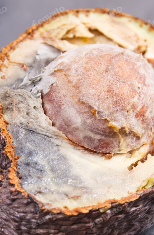 Preview: Inedible avocado with mold. Dark background. Unhealthy food