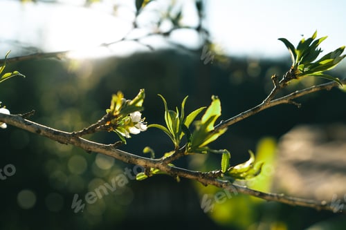 Preview: fresh green leaves in summer nature