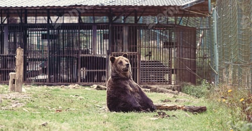 Preview: Bear in reserve.