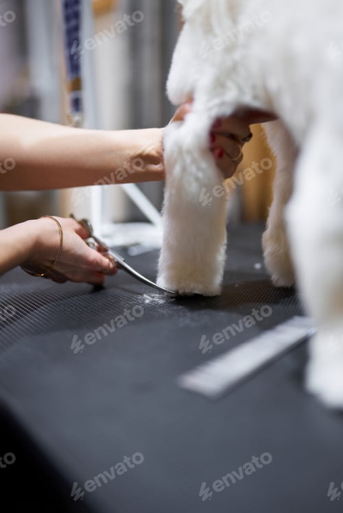 Preview: Grooming a fluffy dog with scissors on a tabletop in a bright space