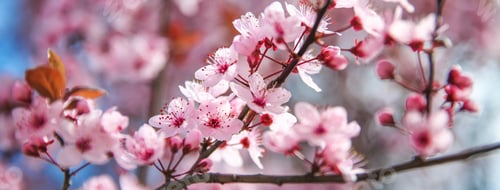 Preview: Spring blossom border with pink blooming tree. Beautiful nature scene with flowers on tree and sun