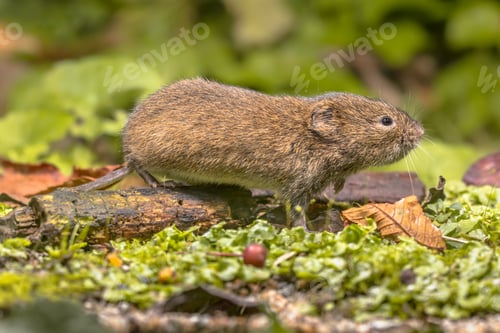Preview: Field vole natural environment