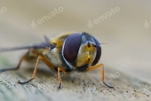 Preview: Closeup on the Hairy-eyed Flower Fly, Syrphus torvus