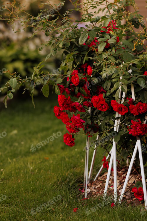 Preview: A bush with red flowers is in a yard
