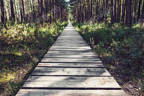Preview: Empty wooden pathway in the woods