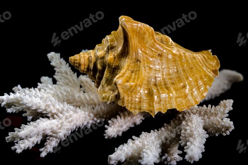 Preview: Golden Strombus Shell on White Coral black background