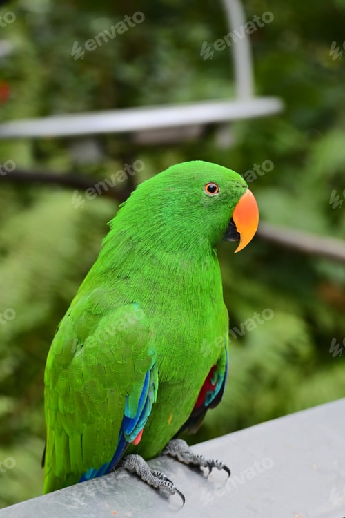 Preview: Vibrant green parrot with colorful feathers.