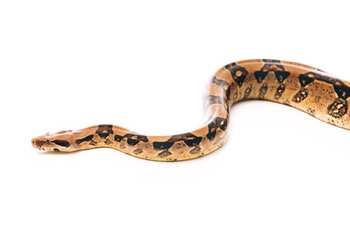 Preview: High angle view of python snake on white background
