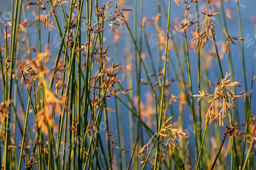 Preview: Selective of bulrush reeds by the pond