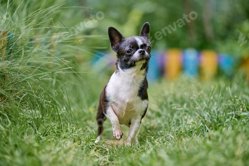 Preview: Confident chihuahua standing in lush green garden